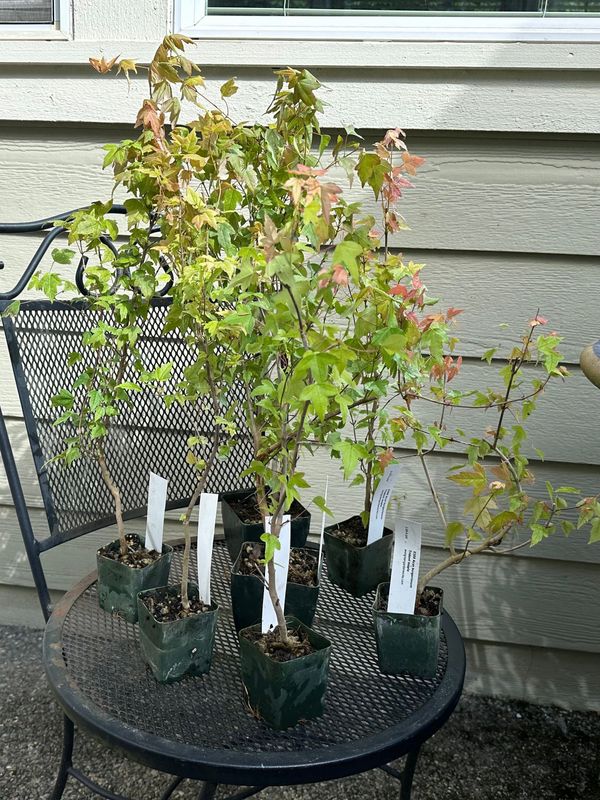 Trident Maple 1 — Observation — 2024-06-12