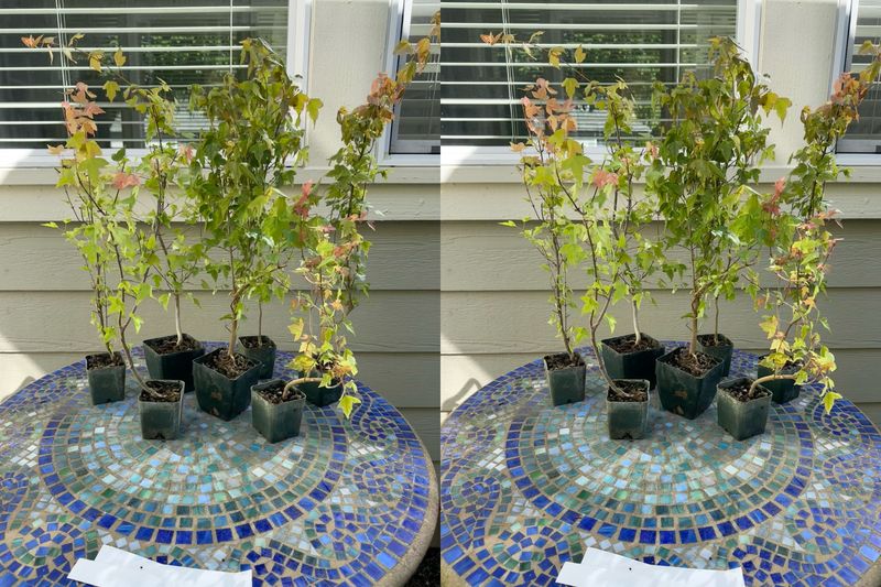 Trident Maple 1 — Observation — 2024-06-12