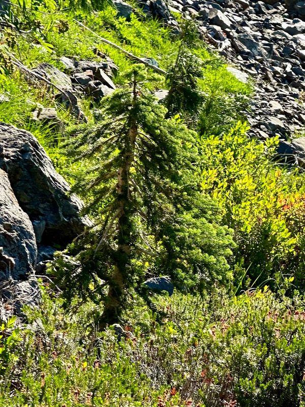 Mountain Hemlock 1 — Aug 13