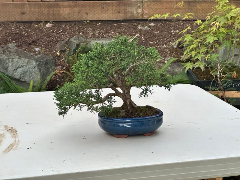 Juniper Kishu 3 — Observaton — 2025-07-14
