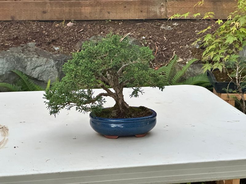 Juniper Kishu 3 — Observaton — 2025-07-14