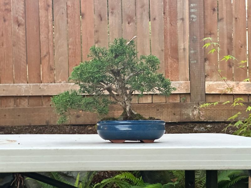 Juniper Kishu 3 — Observaton — 2025-07-14