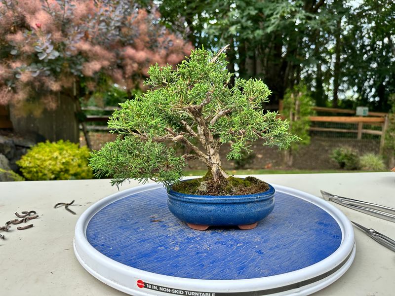 Juniper Kishu 3 — Prune — 2025-07-19