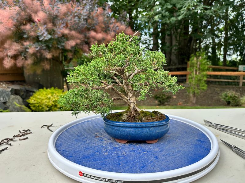 Juniper Kishu 3 — Prune — 2025-07-19