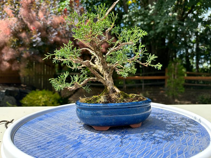Juniper Kishu 3 — Prune — 2025-07-19