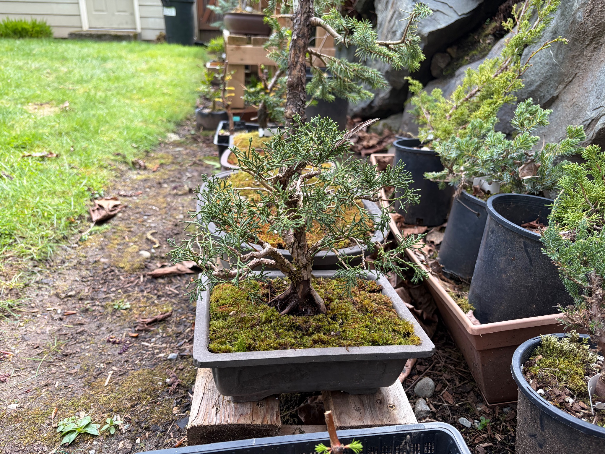 Chinese Juniper 3 — Repot — 2026-03-28