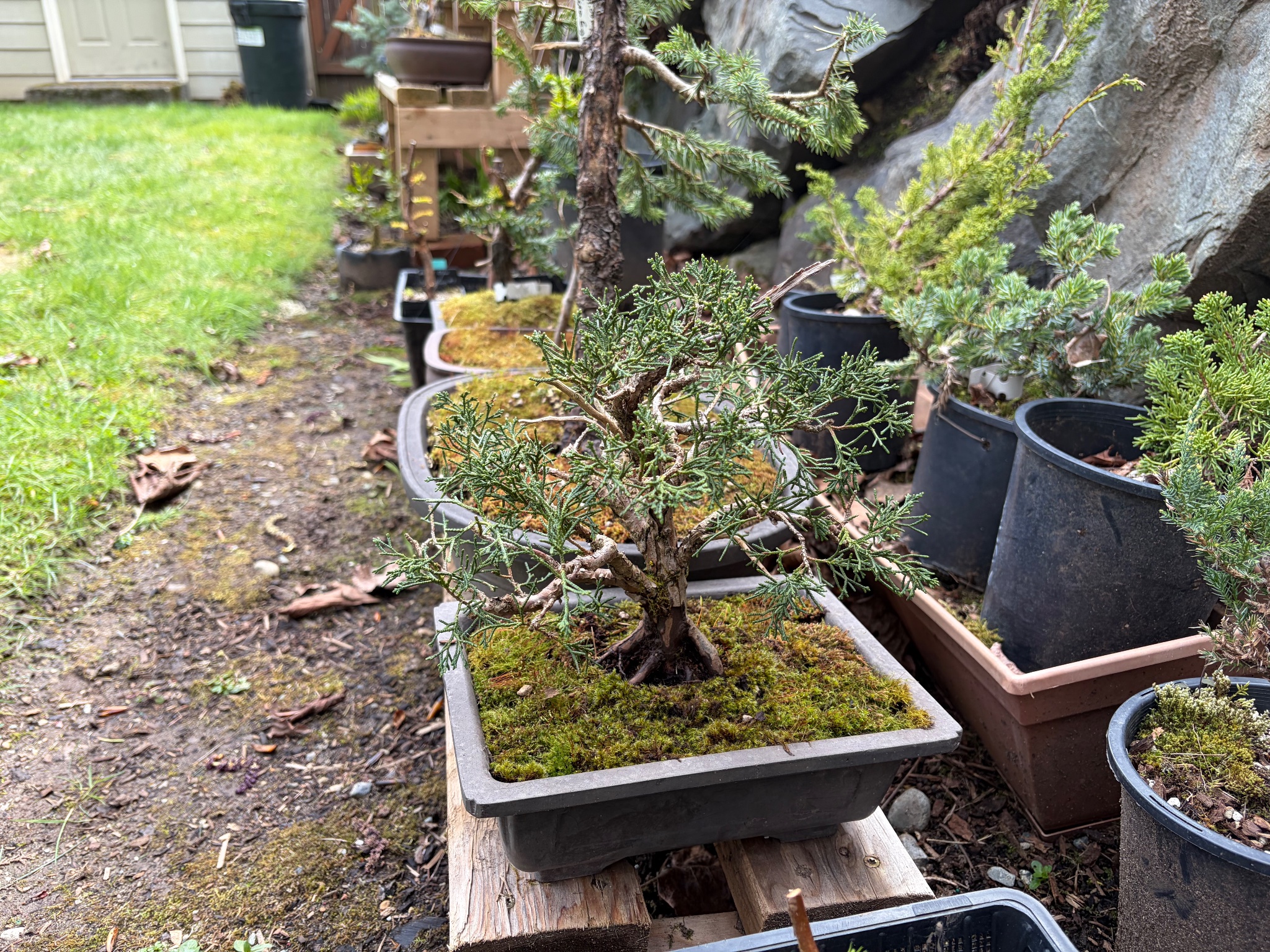 Chinese Juniper 3 — Repot — 2026-03-28