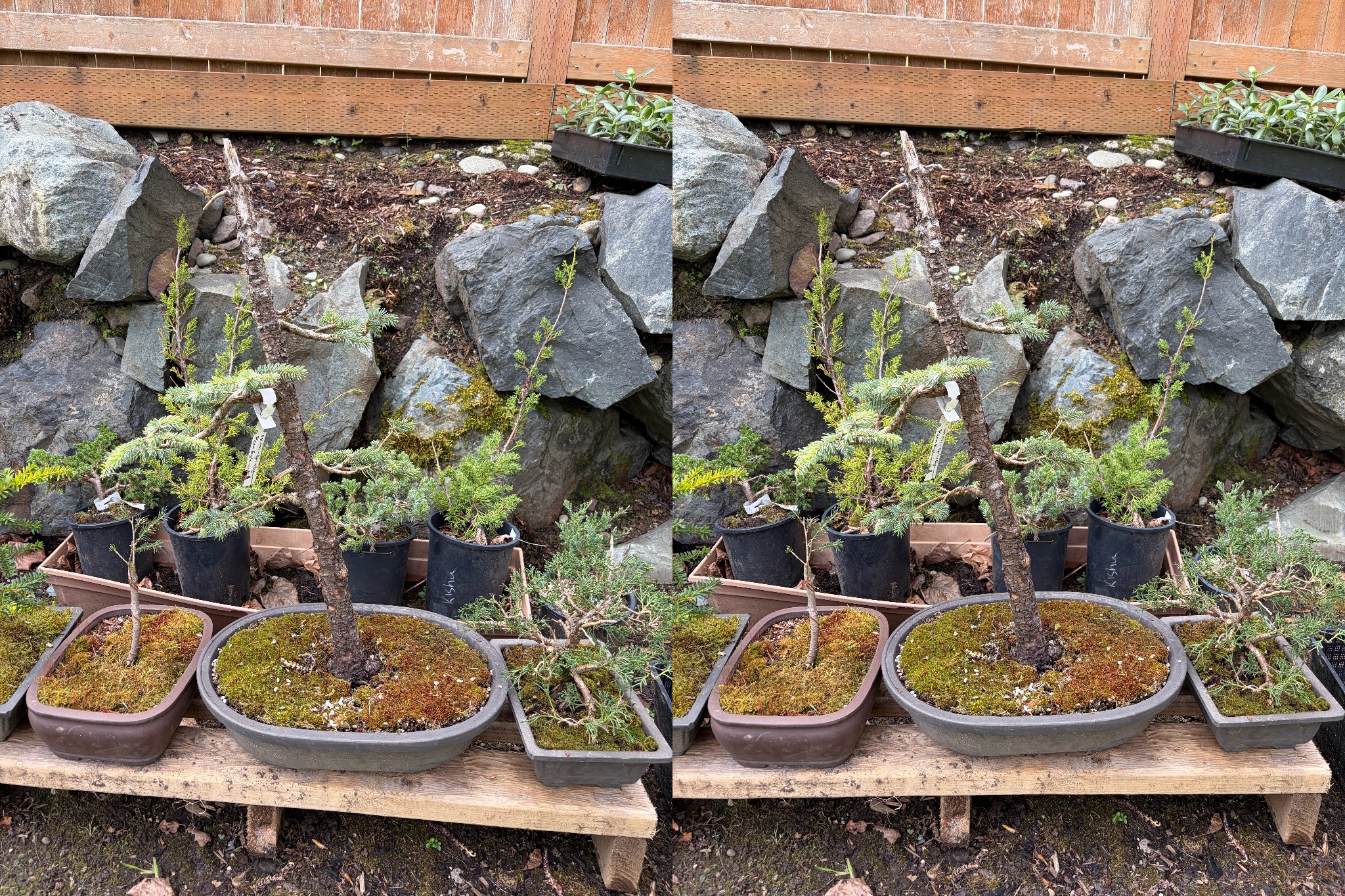 Chinese Juniper 3 — Repot — 2026-03-28