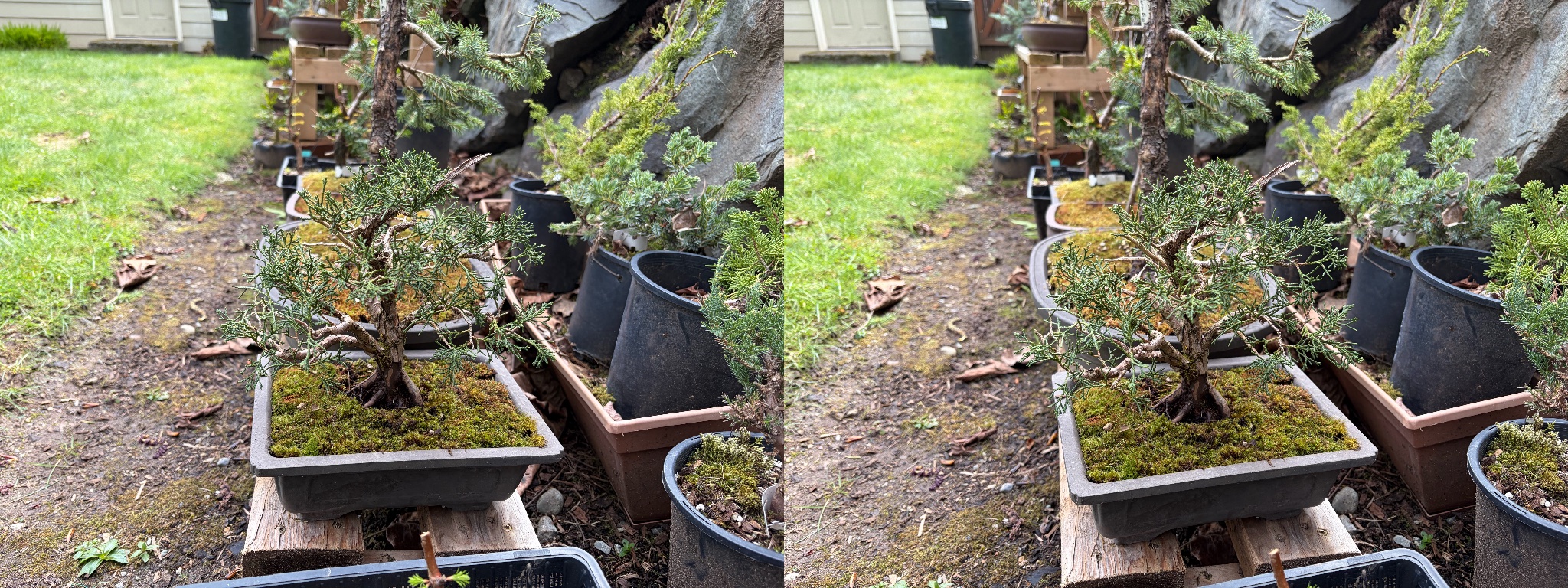 Chinese Juniper 3 — Repot — 2026-03-28