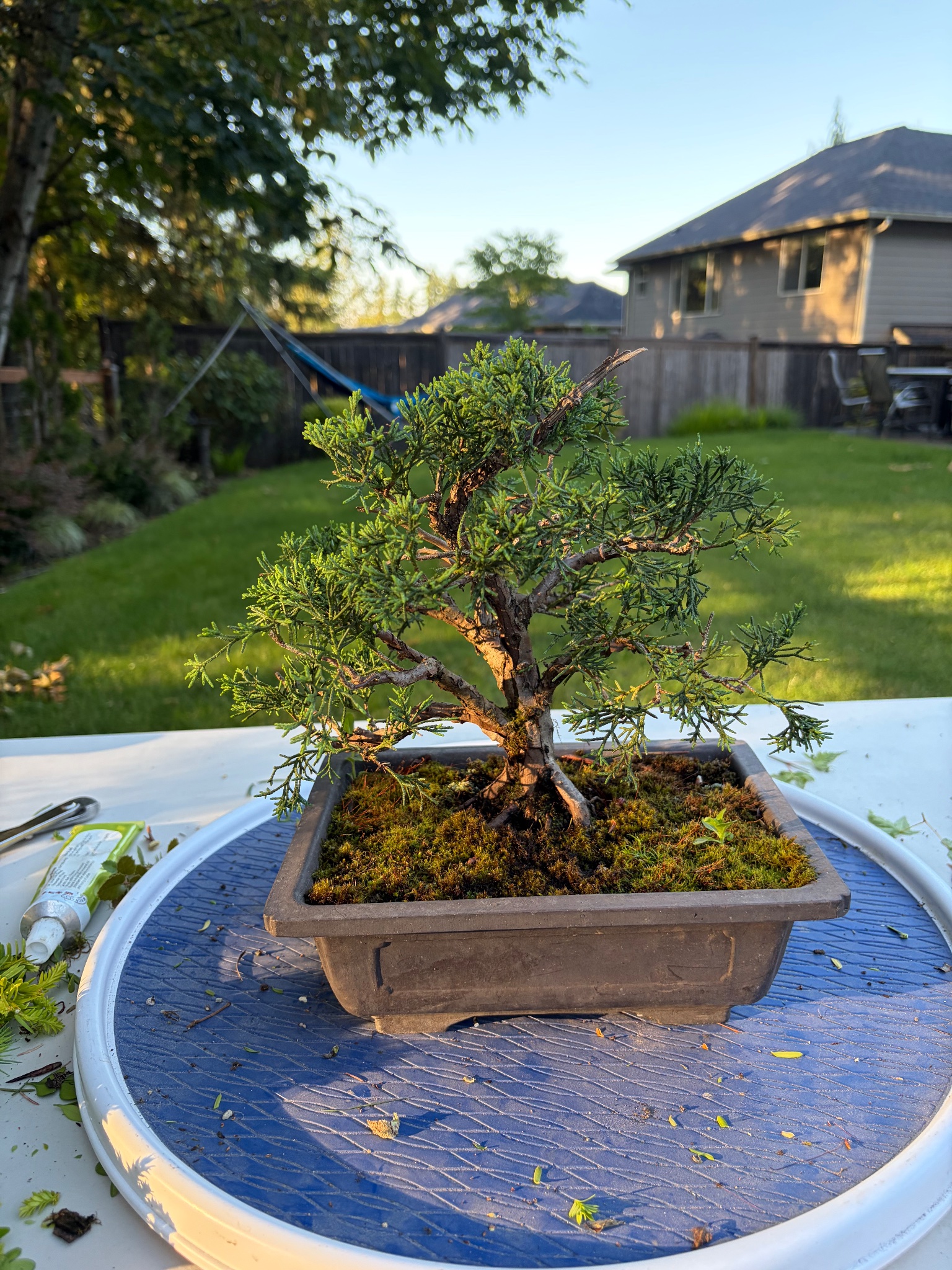 Chinese Juniper 3 — Observation — 2026-06-13