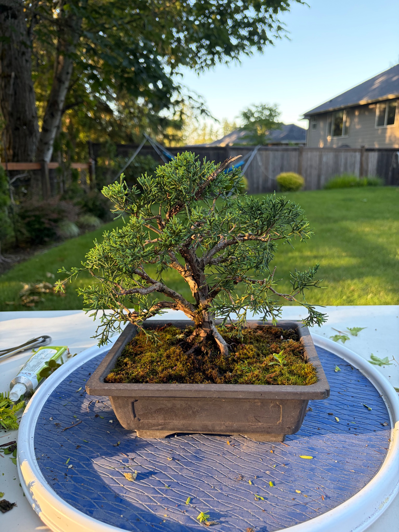 Chinese Juniper 3 — Observation — 2026-06-13