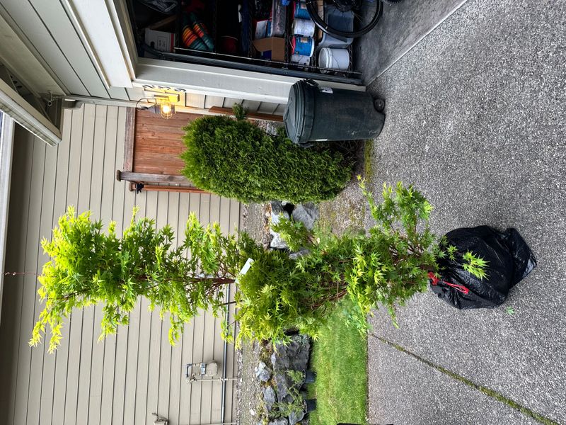 Japanese Maple 6 — Other — 2025-05-16