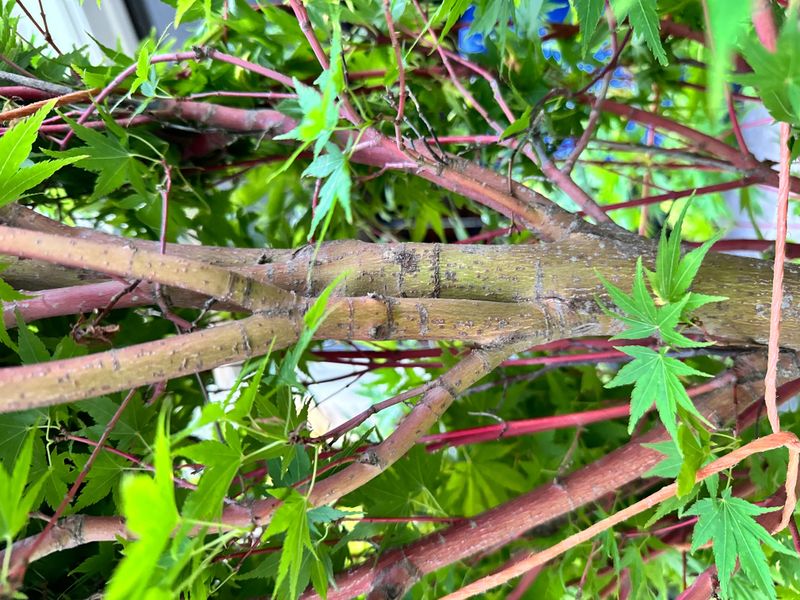 Japanese Maple 6 — Other — 2025-05-16