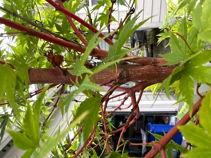 Japanese Maple 6 — Other — 2025-05-16