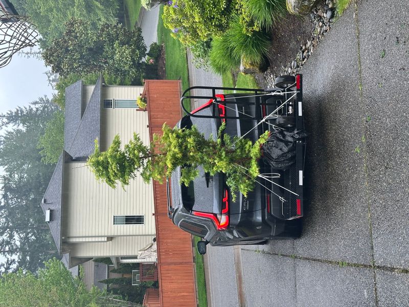 Japanese Maple 6 — Other — 2025-05-17