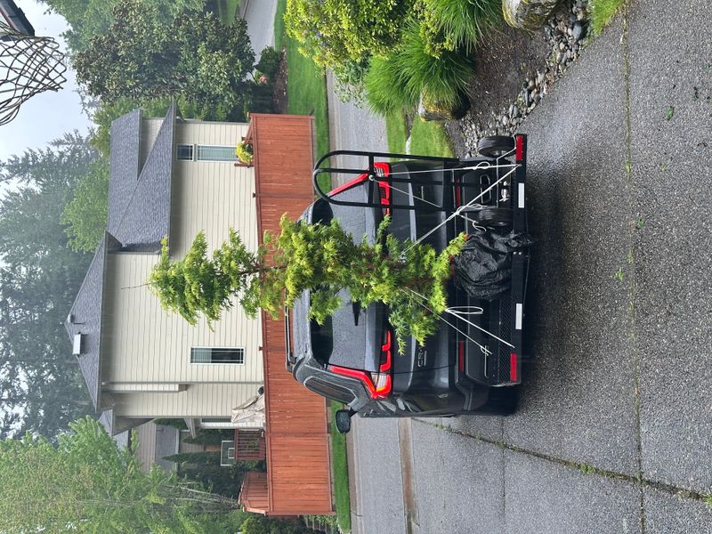 Japanese Maple 6 — Other — 2025-05-17
