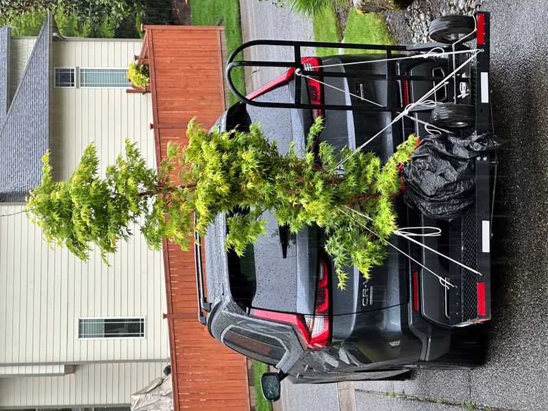 Japanese Maple 6 — Other — 2025-05-17