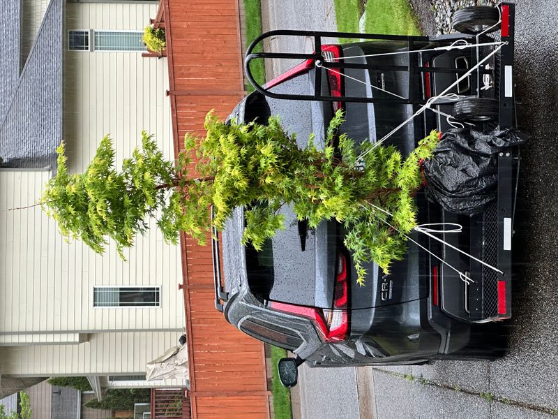 Japanese Maple 6 — Other — 2025-05-17
