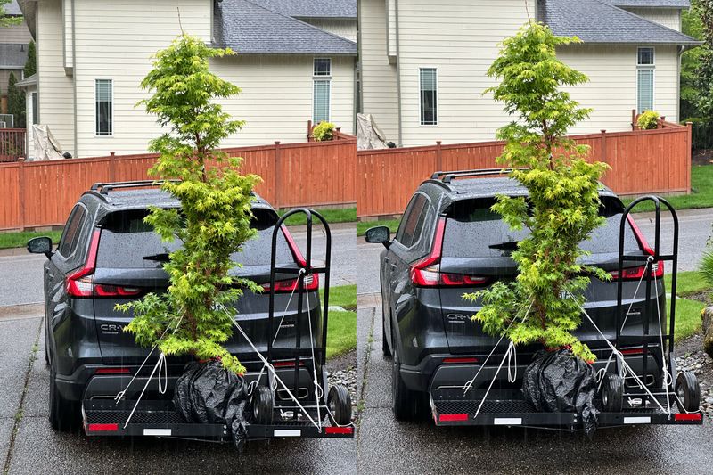 Japanese Maple 6 — Other — 2025-05-17