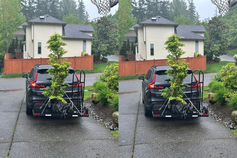 Japanese Maple 6 — Other — 2025-05-17
