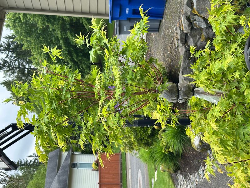 Japanese Maple 6 — Other — 2025-05-17