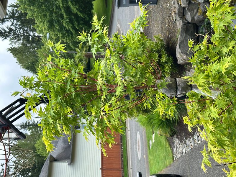 Japanese Maple 6 — Other — 2025-05-17