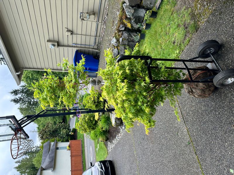 Japanese Maple 6 — Other — 2025-05-17