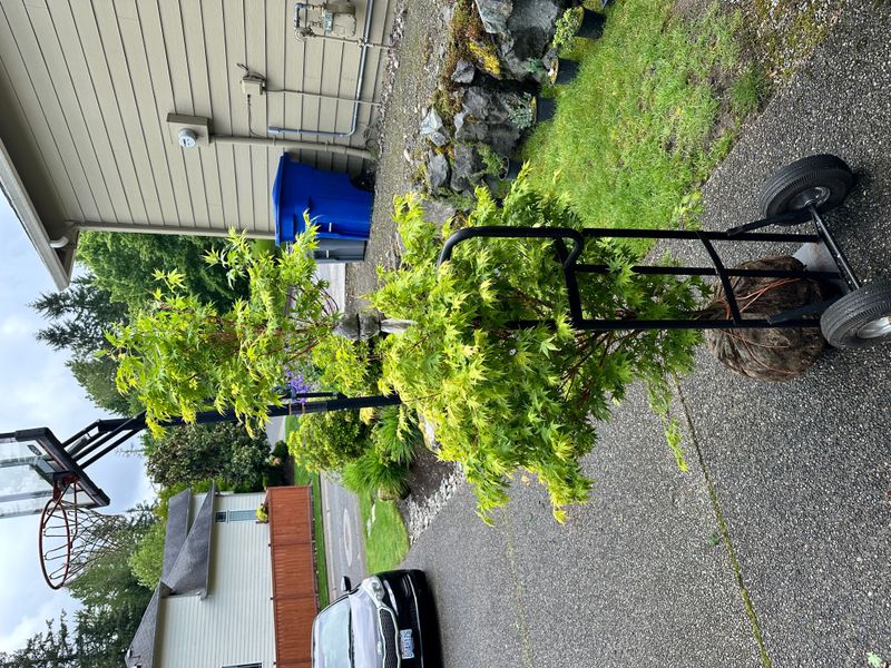 Japanese Maple 6 — Other — 2025-05-17