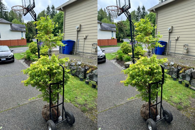 Japanese Maple 6 — Other — 2025-05-17