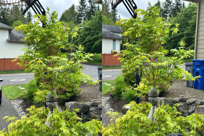 Japanese Maple 6 — Other — 2025-05-17