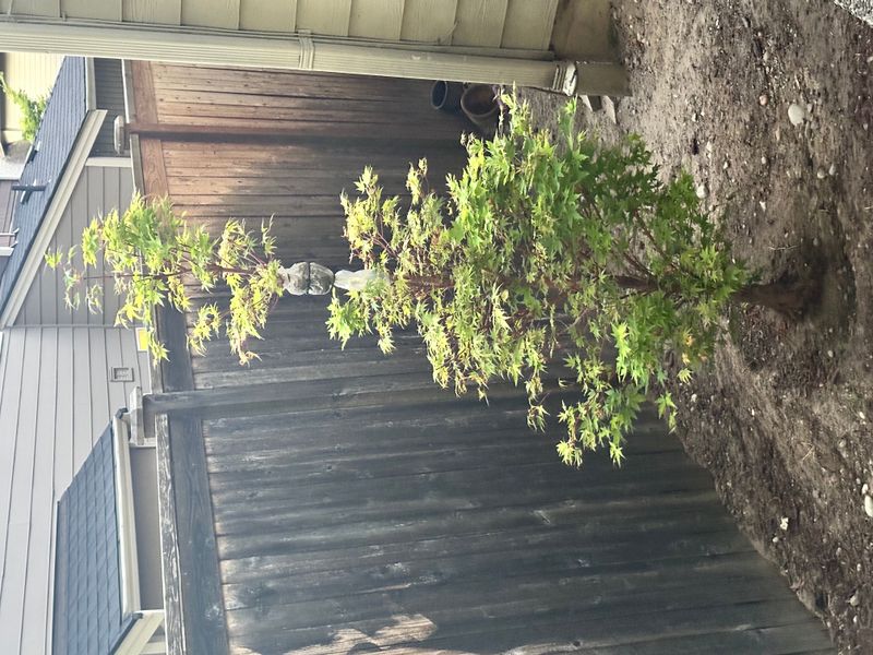 Japanese Maple 6 — Observation — 2025-07-14