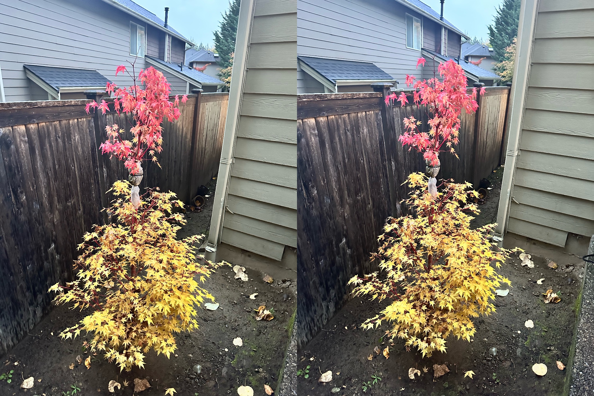 Japanese Maple 6 — Observation — 2025-10-23