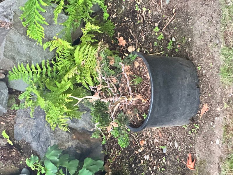 Juniper Kishu 4 — Observation — 2025-07-14