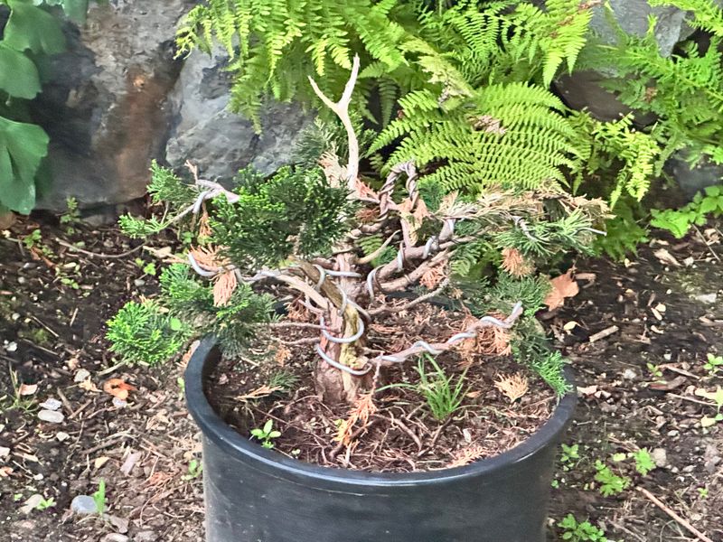 Juniper Kishu 4 — Observation — 2025-07-14