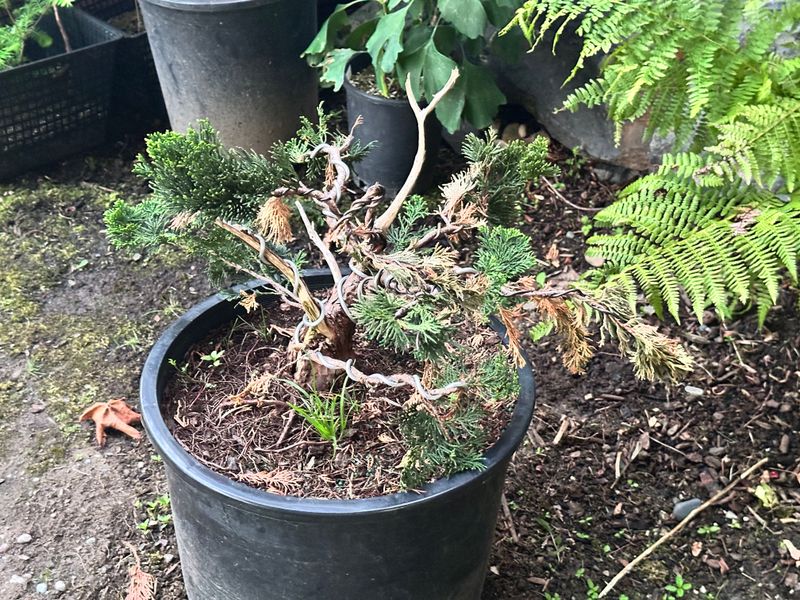 Juniper Kishu 4 — Observation — 2025-07-14