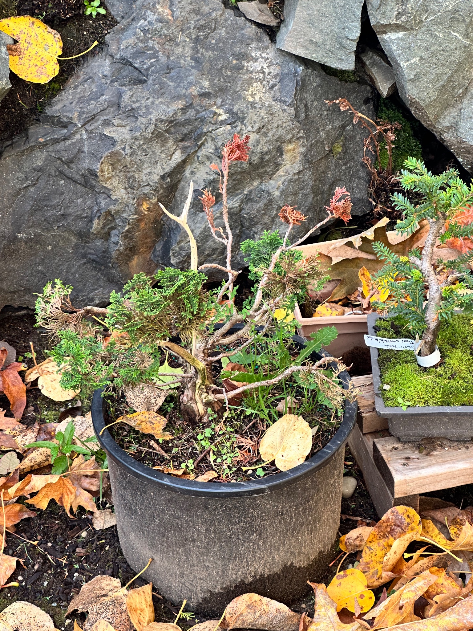 Chinese Juniper 4 — Observation — 2025-11-02