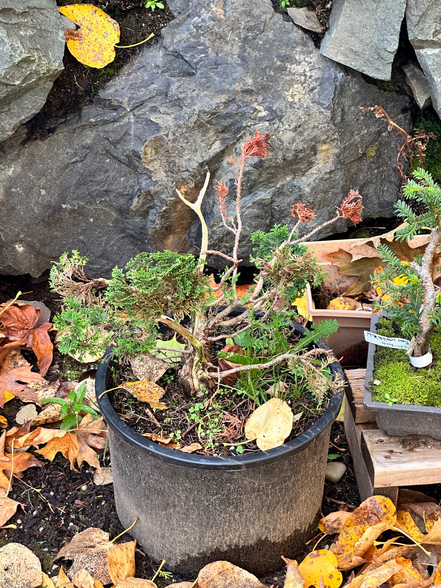 Chinese Juniper 4 — Observation — 2025-11-02