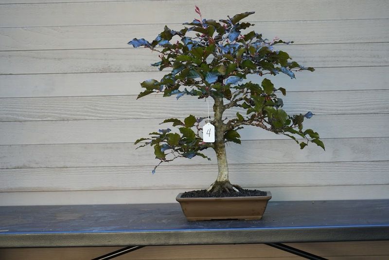 Copper Beech 1 — Other — 2025-06-07
