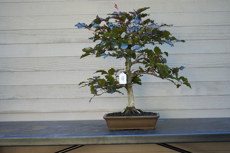 Copper Beech 1 — Other — 2025-06-07