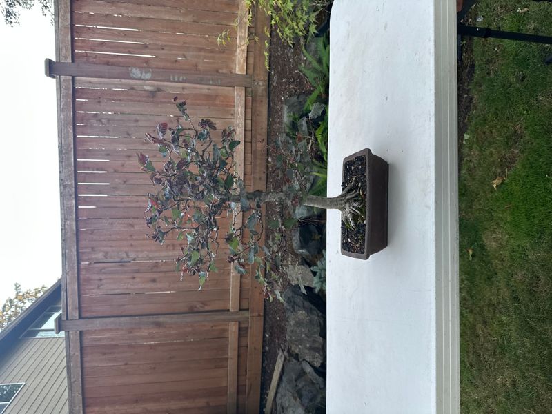 Copper Beech 1 — Observation — 2025-07-14