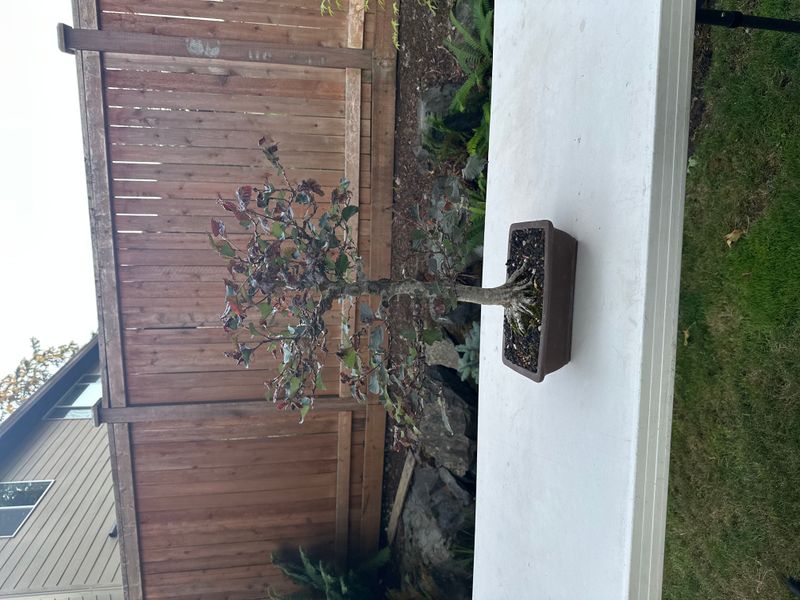 Copper Beech 1 — Observation — 2025-07-14