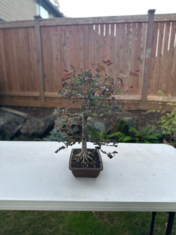Copper Beech 1 — Observation — 2025-07-14