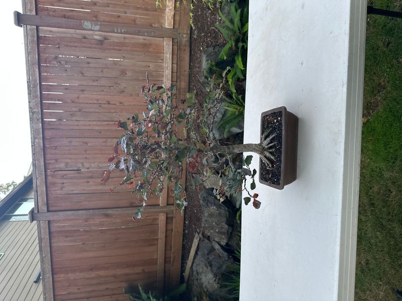 Copper Beech 1 — Observation — 2025-07-14