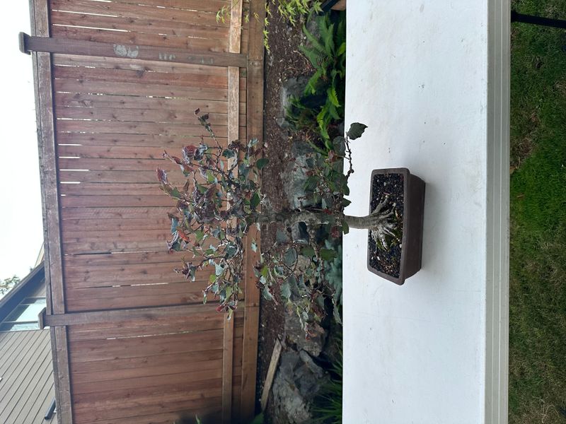 Copper Beech 1 — Observation — 2025-07-14