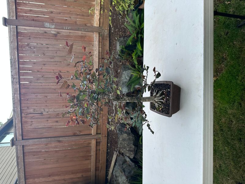 Copper Beech 1 — Observation — 2025-07-14