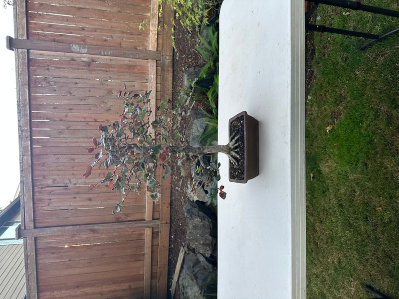 Copper Beech 1 — Observation — 2025-07-14