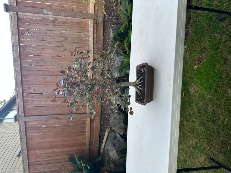 Copper Beech 1 — Observation — 2025-07-14