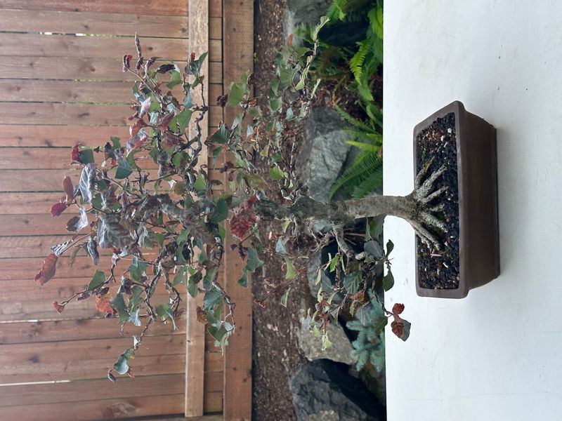 Copper Beech 1 — Observation — 2025-07-14