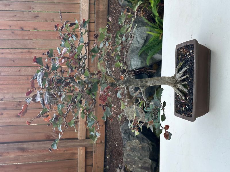 Copper Beech 1