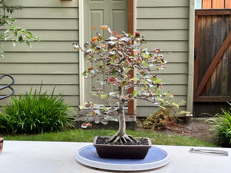 Copper Beech 1 — Unwire — 2025-07-19